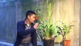 Chăm sóc hoa lan mùa đông hanh khô | Orchivi.com