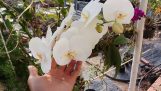 Chăm sóc hoa lan hồ điệp tại nhà | Orchivi.com