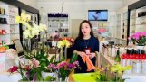 Cách chăm sóc hoa Lan dễ dàng | Orchivi.com