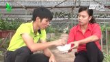 Cách chăm sóc hoa địa lan thanh nở đúng dịp Tết – Video: VTC16 | Orchivi.com