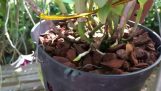 Chăm sóc hoa lan – Chữa Bệnh Cho Lan – Phục Hồi Cây Suy Yếu | Orchivi.com