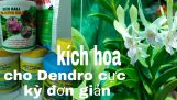 Kích hoa cho lan Dendro cực kỳ đơn giản #HoalanTuyenHa# | Orchivi.com