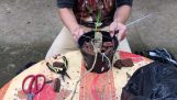 Cách trồng phong lan bằng vỏ thông dành cho người mới tập chơi ! | Orchivi.com