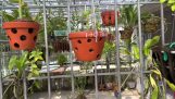 Cách trồng chăm sóc hoa Lan phi điện -GH var 5CT Ho,Phú Thọ,Bạch Tuyết-Cực hiệu quả tốt nhất | Orchivi.com