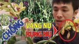 Cách CHỐNG RỤNG NỤ Cho Phong Lan để có vòi hoa dài, đẹp, đều hoa chỉ sau một lần xịt | Orchivi.com