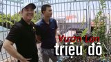 Đột nhập Vườn Lan “Đột Biến” Triệu Đô của anh khách Kon Tum mà phát hoảng! | Orchivi.com