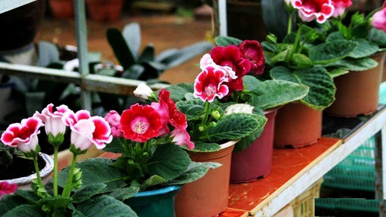 cách trồng hoa lan - https://www.youtube.com/watch?v=zZw6XYwslRY