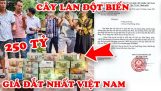 7 Cây Lan Đột Biến Có Giá Điên Rồ Đắt Đỏ Nhất Việt Nam | Orchivi.com