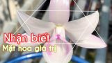 Cách nhận biết hoa lan đột biến đẹp có giá trị | Orchivi.com