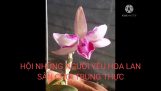Hoa Lan Đột Biến-Những người yêu hoa lan chơi trung thực | Orchivi.com
