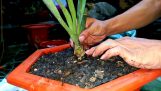 Hướng dẫn chia sẻ cách trồng hoa lan kiếm đơn giản hiệu quả nhất | Orchivi.com