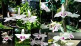 Điểm danh những Bông 5 Cánh trắng – Phong Lan đột biến | Orchivi.com