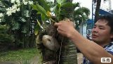 Cách Trồng Hoa Lan trên thân cây cau kiểng | Pan B Tiến Dũng | Orchivi.com