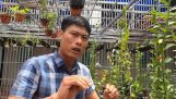 Chi 32 tỷ đồng để mua… 3 cây hoa lan ĐỘT BIẾN | VTC14 | Orchivi.com
