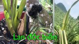 Khám phá Hoa Lan rừng/những cây Lan đột biến lá sọc | Orchivi.com