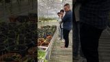 Mạnh Còi  đi lại được là vườn lan lúc nào cũng kín người | Orchivi.com