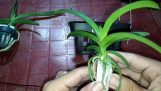 Cách trồng và chăm sóc lan Vanda | Orchivi.com