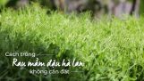 Cách trồng rau mầm đậu hà lan không cần đất | Orchivi.com