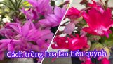 Cách trồng hoa lan tiểu quỳnh. Cach bón ge chuối cho lan. How to plant cactus Christmas | Orchivi.com