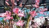 Cách trồng và chăm  Lan Ống Điếu ra Hoa tự nhiên | Orchivi.com
