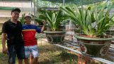 Thăm vườn lan kiếm đột biến giá trị nhiều tỷ đồng của anh chủ tịch hội hoa lan trẻ tuổi | Orchivi.com