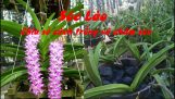 Chia sẻ về cách trồng và chăm sóc phong lan đuôi Sóc| Cáo| Chồn | Orchivi.com