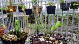 Vườn lan đột biến hàng chục tỉ tại Dak Lak (phần 1) | Orchivi.com