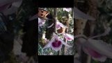 Hoa lan đột biến | Orchivi.com