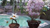 Hoa lan đột biến : hoàng thảo u lồi 5 cánh trắng và đùi gà tròn lưỡi trắng cực độc | Orchivi.com