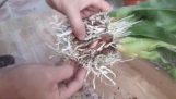 Cách trồng lan hoàng hậu | Orchivi.com