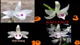 Tốp 10 bông hoa lan phi điệp đắt nhất thế giới – Hoa Lan Food | Orchivi.com