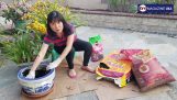 Phượng tím hướng dẫn cách trồng hoa phong lan đất   phần 1 | Orchivi.com