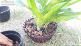 Cách trồng lan hoàng hậu 30/7/2020 ( 0906.01.3238) | Orchivi.com
