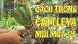 Hướng dẫn Cách Trồng Lan Cattleya Khi Mới Mua Về| Mê Lan Shopping | Orchivi.com
