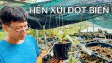 Trị bệnh thối lá & trồng hoa Lan đột biến hên xui ở vườn Lan Minh Quân kết hợp hội quán cafe bida | Orchivi.com