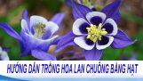 Cách Trồng Và Chăm Sóc Hoa Lan Chuông | Hạt giống hoa Lan Chuông (hoa Bồ Câu) nhập khẩu | Orchivi.com