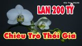 Thương vụ lan đột biến 200 tỷ đồng chấn động dân chơi LAN đất Việt | Orchivi.com