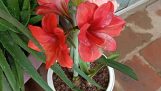 Cách trồng 1 chậu hoa Lan Huệ cực đẹp từ củ giống | Orchivi.com
