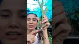Cách trồng lan Cát ,tách chiết và bón phân để ra hoa | Orchivi.com