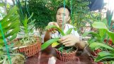 Cách trồng hoa lan và chữa bệnh hoa lan – nam xe lăn | Orchivi.com
