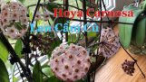 Chia Sẽ Cách Trồng Hoa Lan Cẩm Cù Bằng Thuỷ Canh.Đơn Giảng. Hoya Carnosa in Full Water Culture | Orchivi.com