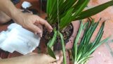 Cách trồng lan Bạch Hạc | Orchivi.com