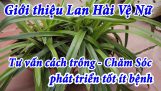 Giới thiệu về Lan Hài Vệ Nữ. Cách trồng – Chăm sóc lan phát triển tốt ít nấm bệnh | Orchivi.com