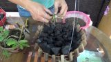 Than hoạt tính trồng phong lan và cách lên chậu – Nguyễn Quốc Tư | Orchivi.com