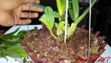 Cách trồng lan dendro thật đơn giản. | Orchivi.com