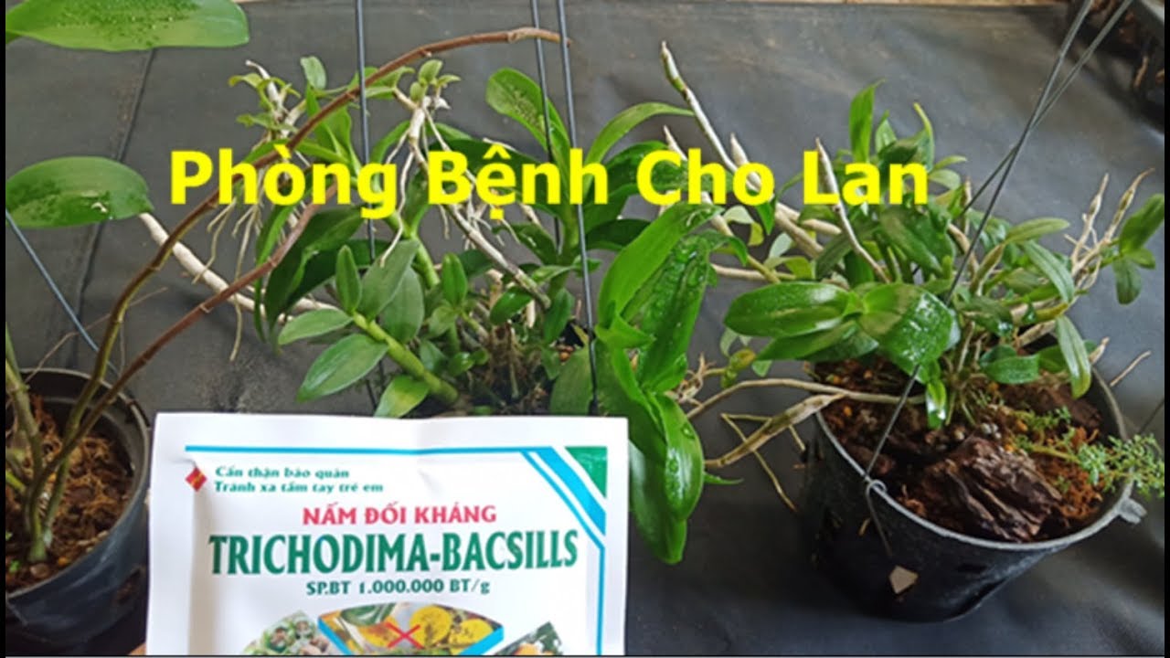 Phong benh va tri benh hoa lan - https://www.youtube.com/watch?v=RAtamSfV4t8