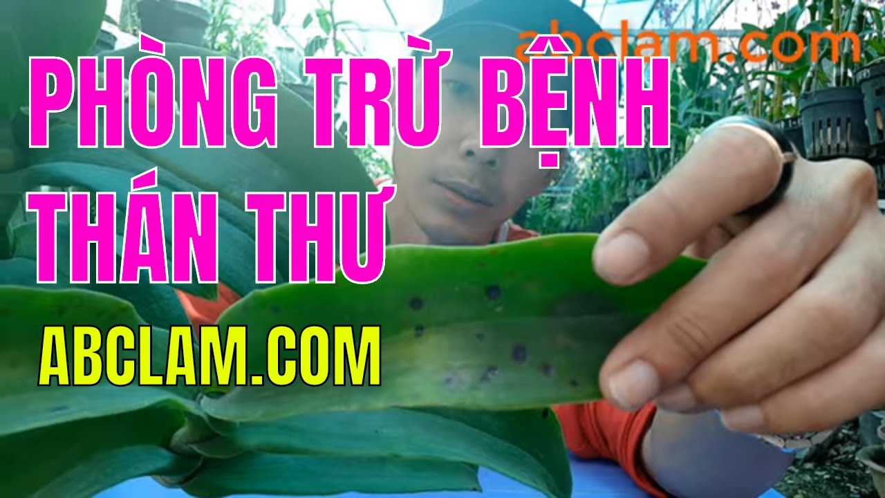 Phong benh va tri benh hoa lan - https://www.youtube.com/watch?v=ynKJR0G6ZMA