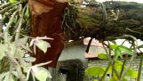 Orchid species are beautiful or wrong with Phi Diep orchids | Orchivi.com