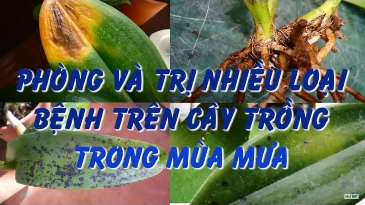 Phong benh va tri benh hoa lan - https://www.youtube.com/watch?v=iI1yyYOCiuE