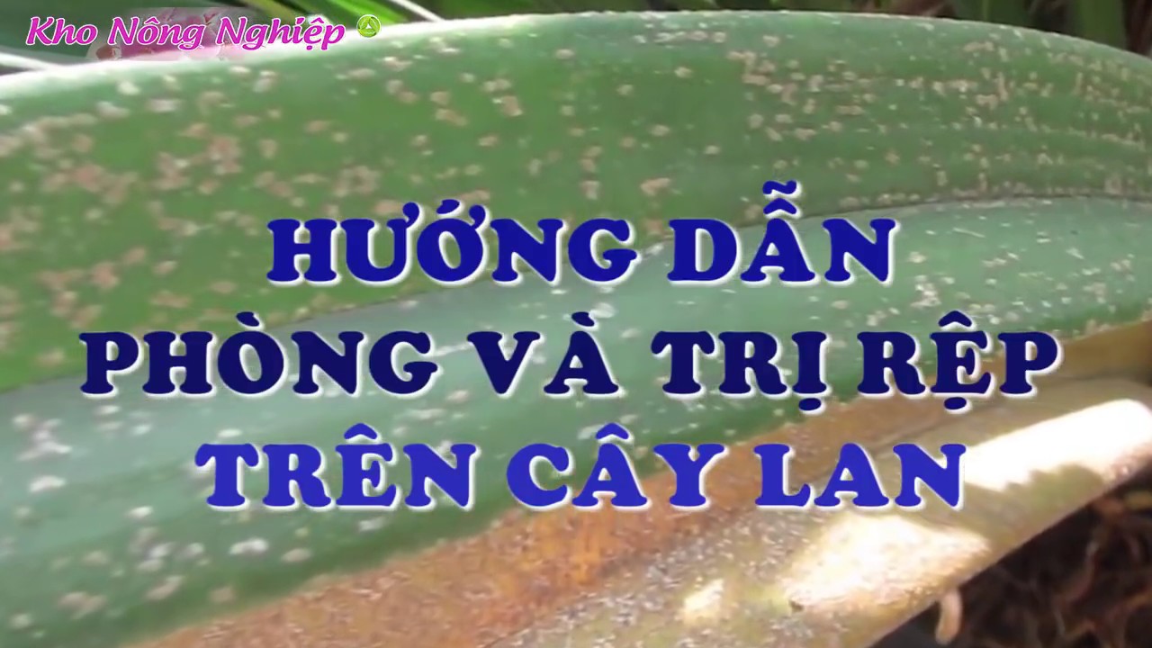 Phong benh va tri benh hoa lan - https://www.youtube.com/watch?v=jDNgixcLHnk